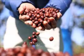 A pesar de ser un importante exportador de café en el mundo, Vietnam todavía exporta este producto principalmente en forma cruda. Foto de ilustración (Fuente: VNA)