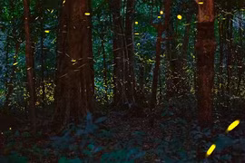 El bosque de luciérnagas (Fuente: thanhnien.vn)