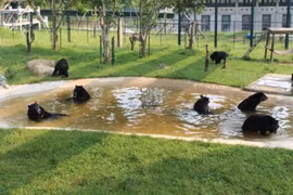 Los osos juegan en el Centro de Rescate de Osos de Vietnam en la zona de amortiguamiento del Parque Nacional Tam Dao, provincia de Vinh Phuc. (Foto: Vietnam+)