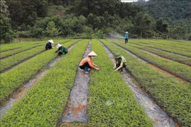 Producción de plántulas para forestación en el Centro de Investigación de Árboles Forestales. Foto de ilustración (Fuente: VNA)