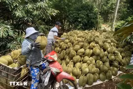Cosecha de durián cultivado según estándares orgánicos (Fuente: VNA)