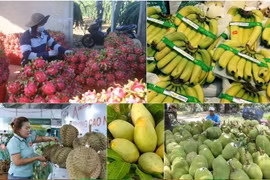 En los primeros ocho meses de 2024, las exportaciones de frutas de Vietnam alcanzaron los 4,63 mil millones de dólares, un 30,6% más que en el mismo período del año pasado. (Foto: VNA)