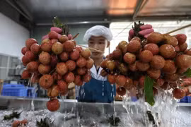 Línea de procesamiento de lichis para exportación en la compañía de importación y exportación de alimentos Toan Cau. (Fuente: VNA)