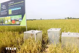 Se utiliza equipo para medir las emisiones de gases de efecto invernadero en un modelo de cultivo de arroz orgánico en Can Tho. (Fuente: VNA)