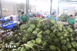 Procesamiento preliminar de cocos frescos para exportación en la compañía Mekong Fruit, comuna de Huu Dinh, distrito de Chau Thanh, provincia de Ben Tre. (Fuente: VNA)