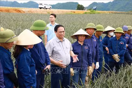 El primer ministro Pham Minh Chinh visita la finca de piña Dong Giao (Fuente: VNA)