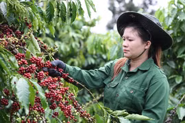La cosecha del café vietnamita (Fuente: VNA)