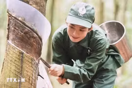 La extracción del caucho en la granja de caucho Loc Ninh. (Fuente: VNA)