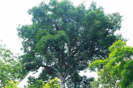 [Fotos] Extraño árbol con 100 colmenas de abejas en Vietnam