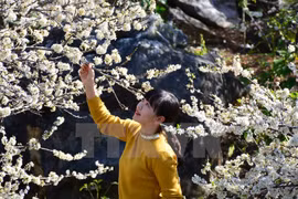 Disfrutando belleza de flor de ciruelo en montañas norteñas de Vietnam 