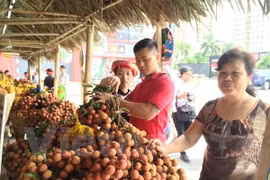 [Fotos] Semana de lichi en Hanoi