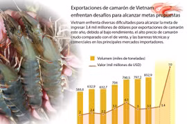 [Infografía] Enfrentan desafíos exportaciones de camarón de Vietnam