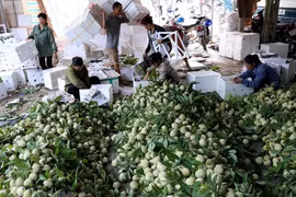 [Fotos] Cultivo de anón de Lang Son totalizará alrededor de 30 mil toneladas