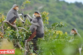 [Fotos] "Reina de los primates" en la península de Son Tra