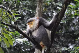 Vietnam se esfuerza para proteger a primate endémico 