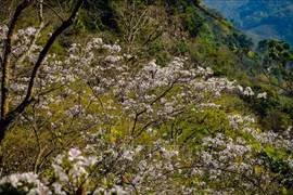 Belleza de región noroeste de Vietnam asombra a visitantes