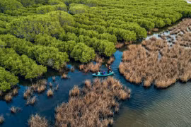 Provincia vietnamita por proteger bosques costeros