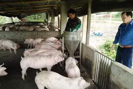  Provincia vietnamita por impulsar la agricultura ecológica
