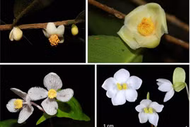 Descubren cuatro nuevas especies de plantas en el parque vietnamita de Bidoup-Nui Ba