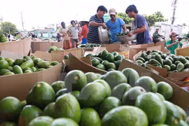 Vietnam busca elevar valor agregado de aguacate para exportación 