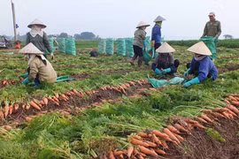 Enviarán primer lote de zanahorias de provincia vietnamita a Corea del Sur