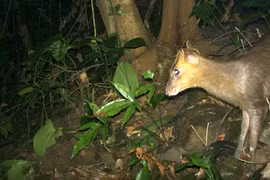Descubren muntiacus en peligro de extinción en Vietnam