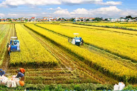 Región sureña de Vietnam se prepara para producción agrícola en nueva situación