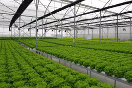 Buscan oportunidades entre Vietnam y Alemania en campo de tecnología verde