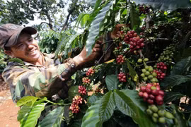 Proponen medidas para impulsar cooperación agrícola Vietnam-Rusia