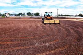 Productos agrícolas de Vietnam gozan de preferencia en el mercado chino