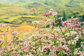 Festival de Flores de Alforfón atrae a turistas a Ha Giang