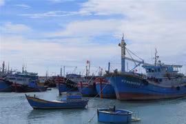 Localidades costeras en Vietnam toman medidas más estrictas contra pesca ilegal 