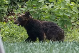 Lanzan en Vietnam proyecto cinematográfico para fortalecer conservación de osos y naturaleza
