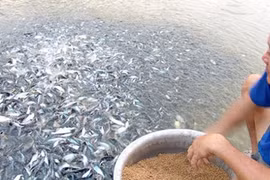 Camboya veda importaciones de pescados en beneficio de piscicultura nacional