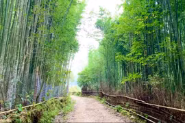 Explorar bosque de bambú en comuna de Ta Phin, de Vietnam