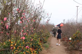 Ocupados productores de melocotón y kumquat en vísperas de Tet
