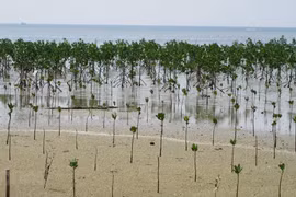 Iniciativa Verde de la ASEAN: Hacia la plantación de 10 millones de árboles
