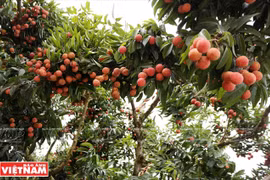 Mejorarán calidad y eficiencia de árboles frutales en localidad vietnamita de Luc Ngan - Bac Giang 
