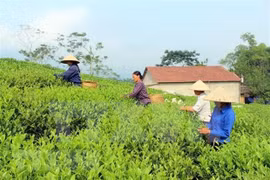 Exportación de té vietnamita alcanza 220 millones de dólares en 2020