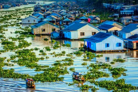 Exhortan en Vietnam a construir base de datos sobre protección ambiental en delta del Mekong