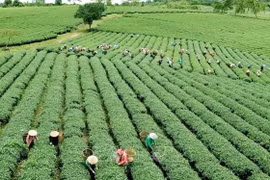 Vietnam promueve la agricultura verde para adaptarse al nuevo contexto