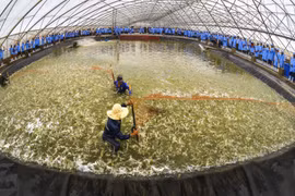 Vietnam y Australia fortalecen comercio de productos agrícolas