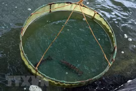 Provincia vietnamita de Ca Mau desarrolla indicación geográfica de camarón tigre negro