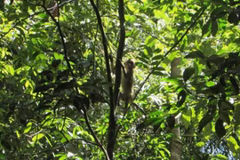Liberan en Vietnam animales salvajes raros a bosque 