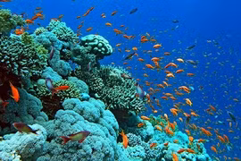 Restauran y protegen los ecosistemas de arrecifes de coral en Bahía de Ha Long