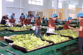 Camboya exporta más de 200 mil toneladas de bananas