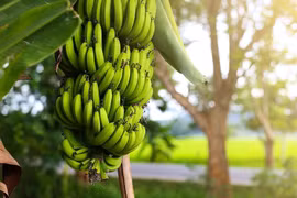 Provincia vietnamita de Ca Mau busca elevar valor del plátano
