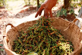 Amplía Malasia superficie dedicada al cultivo de pimienta