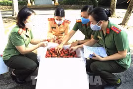 Provincia vietnamita promueve consumo de lichi doméstico