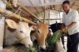 Vietnam avanza en reducción de la pobreza multidimensional
